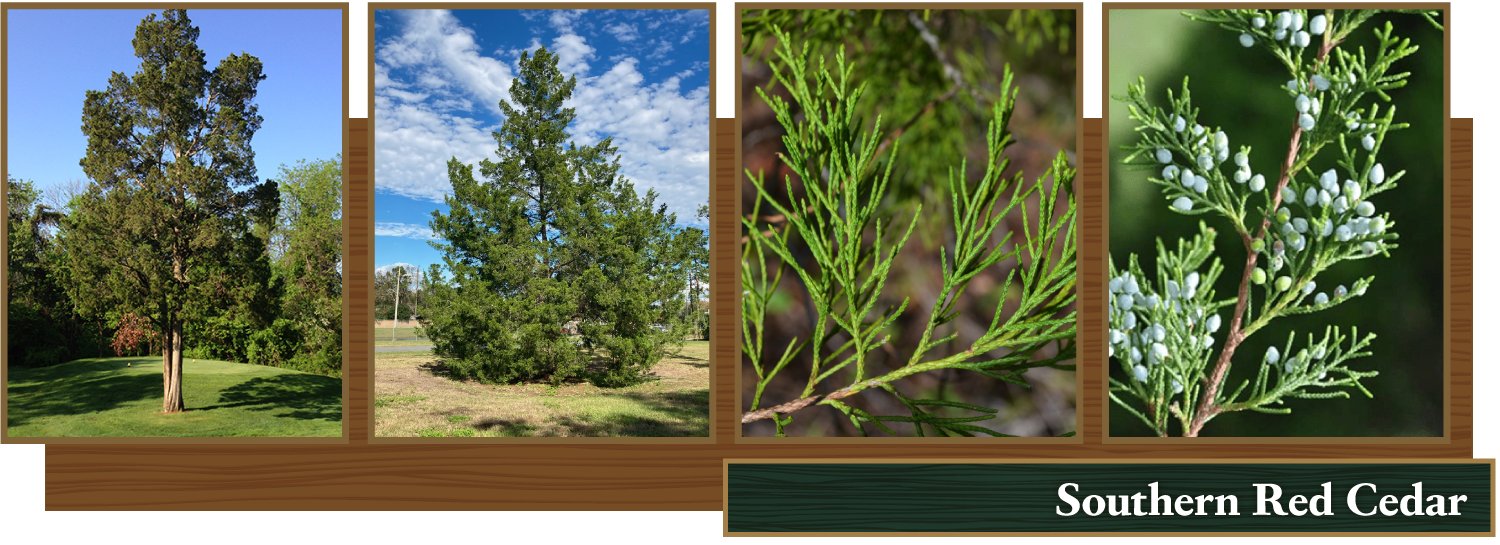 Southern Red Cedar